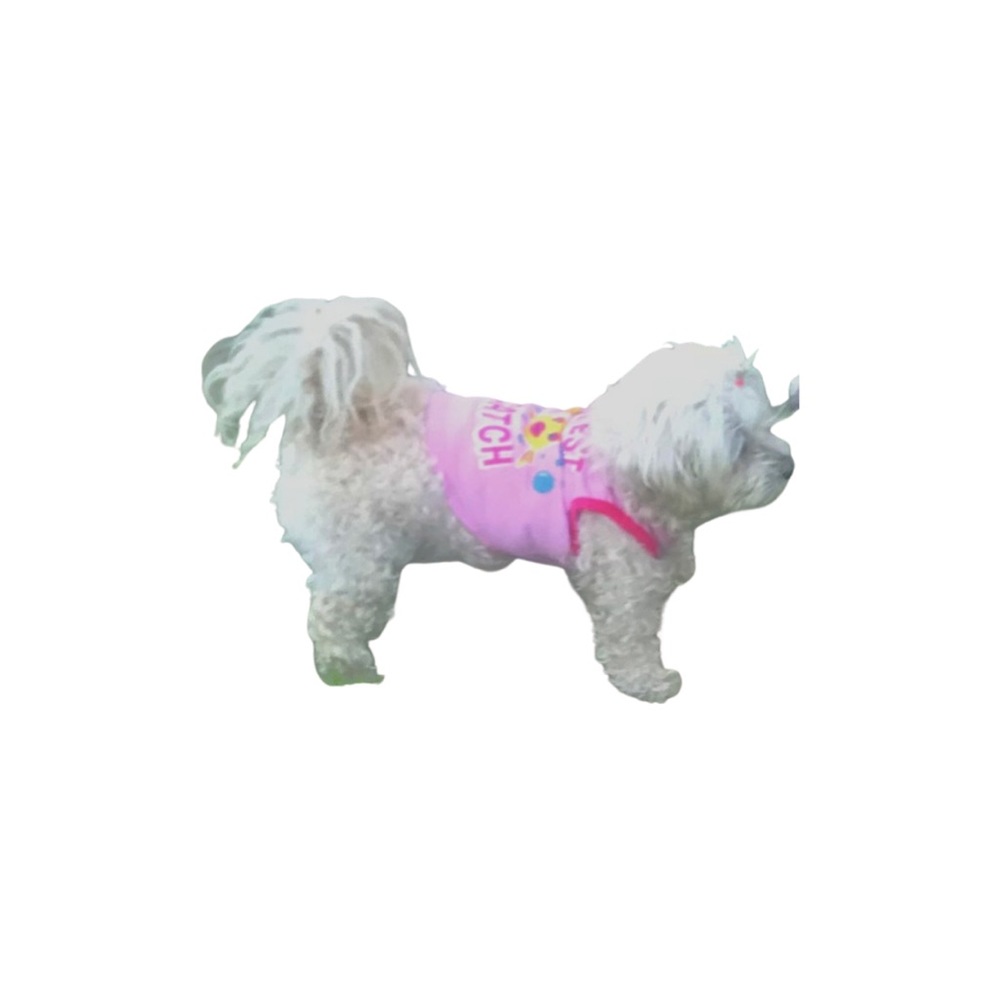 Pet Spirit Dog Tank Small